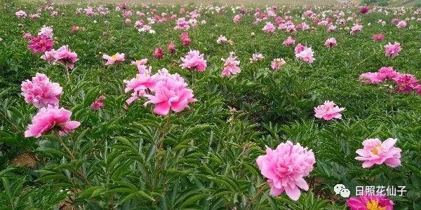 美炸了！初夏花仙子！有爱的人免费玩！把最美奉献给你！