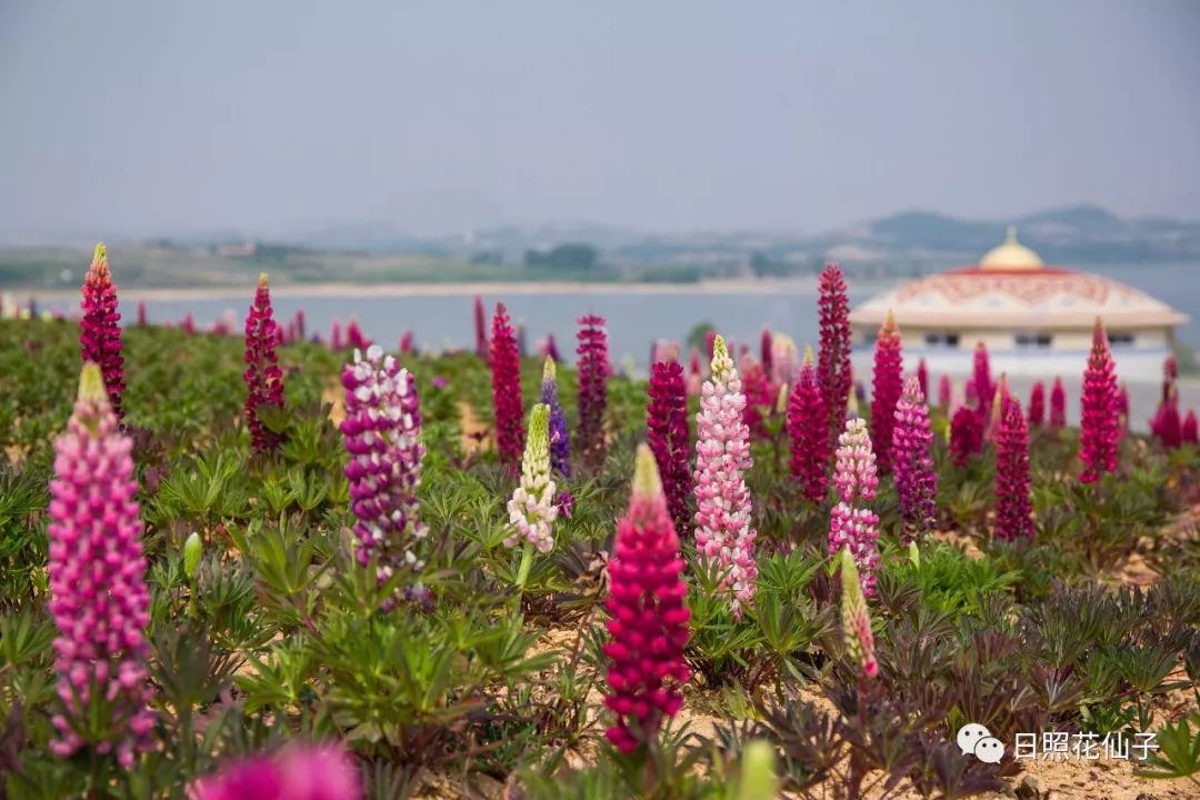 美炸了！初夏花仙子！有爱的人免费玩！把最美奉献给你！