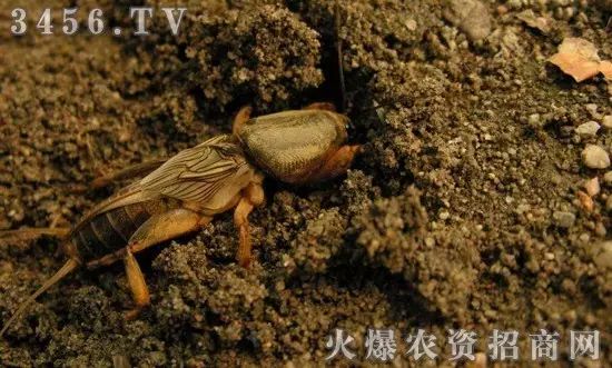 地下害虫的主要防治措施是什么,地下害虫和地面害虫怎样防治