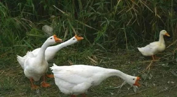 大棚养鹅成本利润,养鹅投资与利润分析