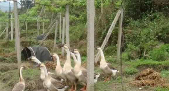 大棚养鹅成本利润,养鹅投资与利润分析