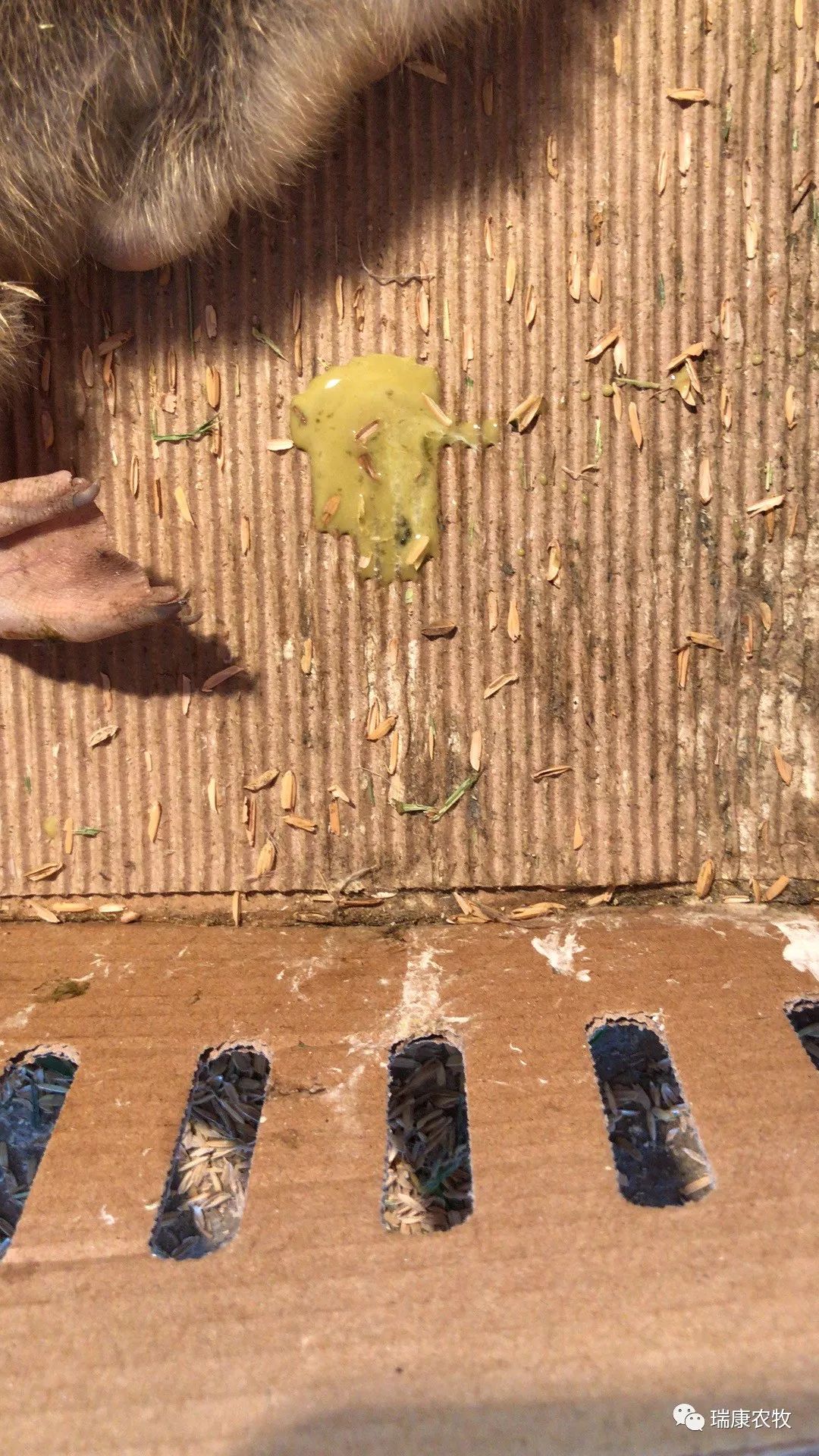 大棚养鹅成本利润,养鹅投资与利润分析