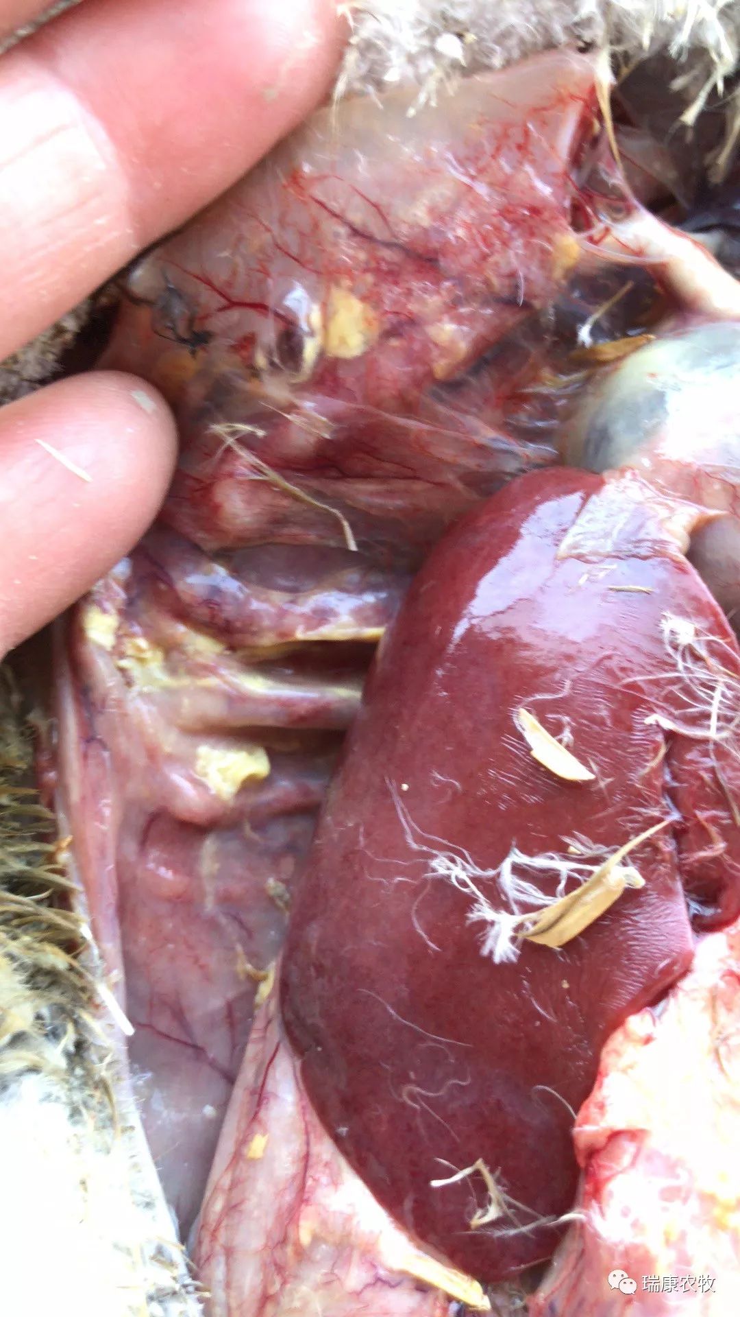 大棚养鹅成本利润,养鹅投资与利润分析