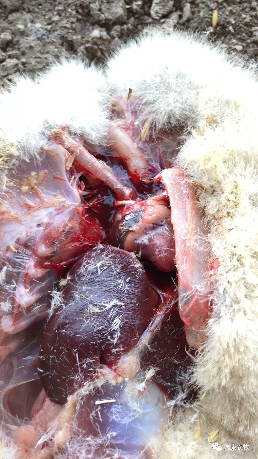 大棚养鹅成本利润,养鹅投资与利润分析