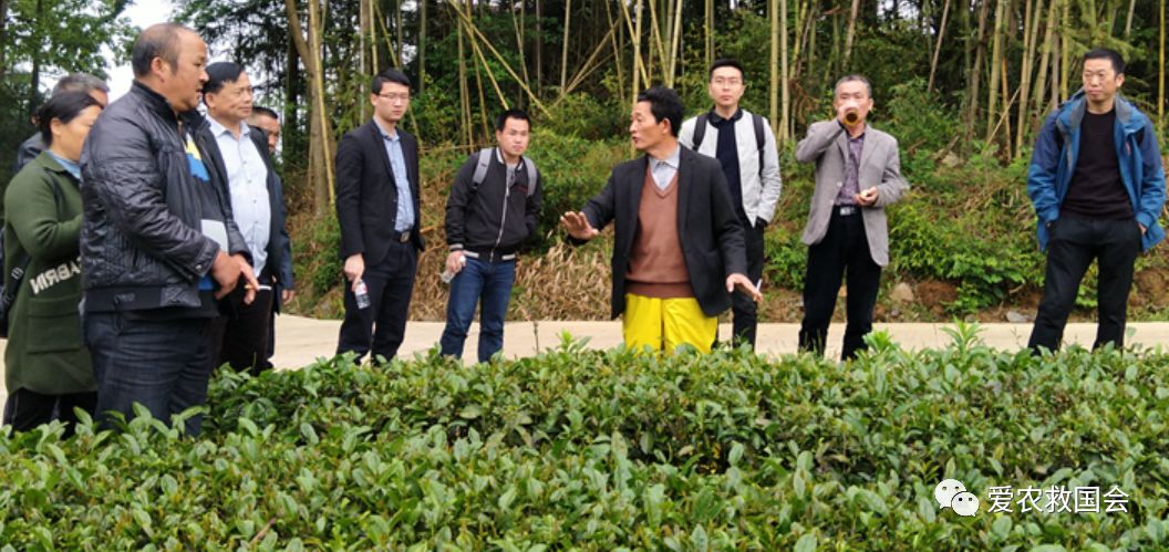 干旱天气对茶叶的影响,高温干旱对茶树的影响