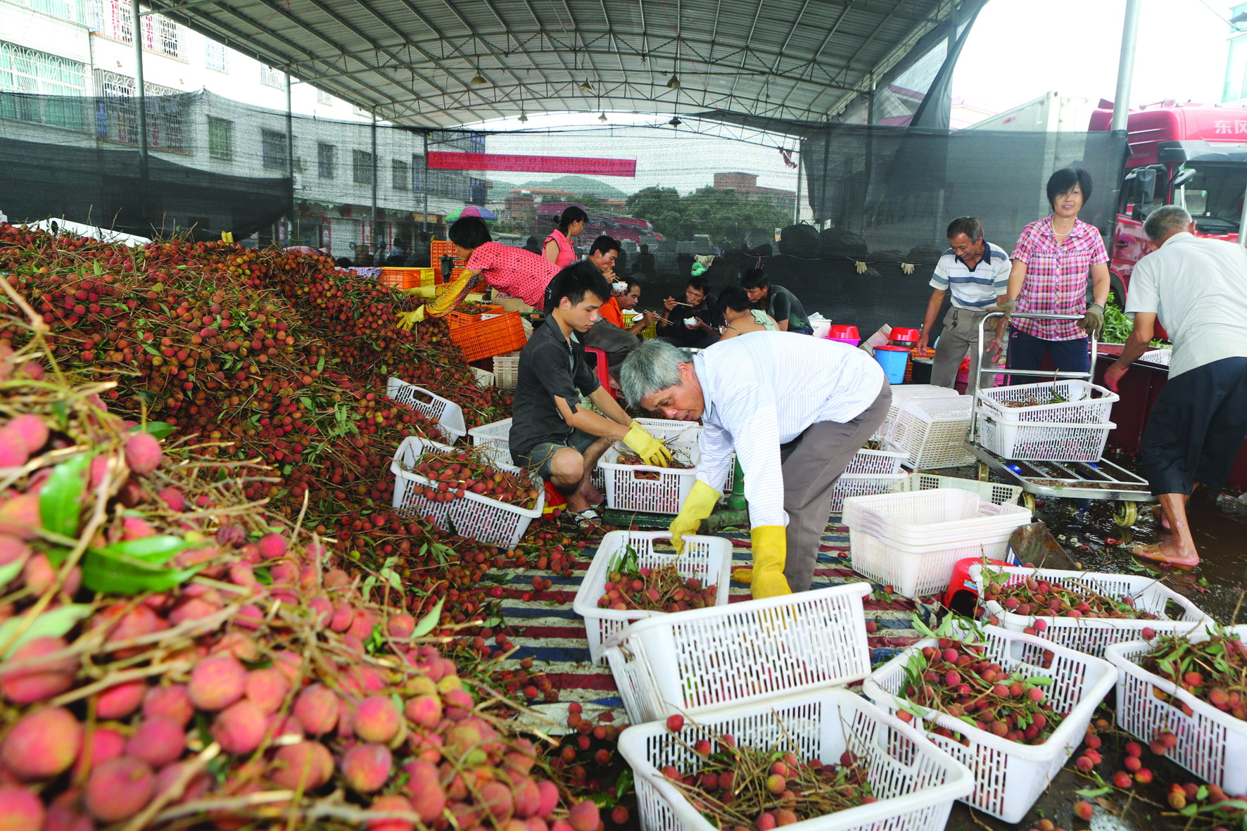 高州市荔枝营销对接会,高州荔枝销售方法