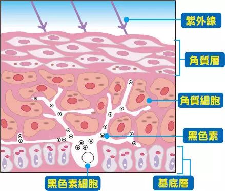 森绘梨佳皮肤,森绘梨佳日杂护肤