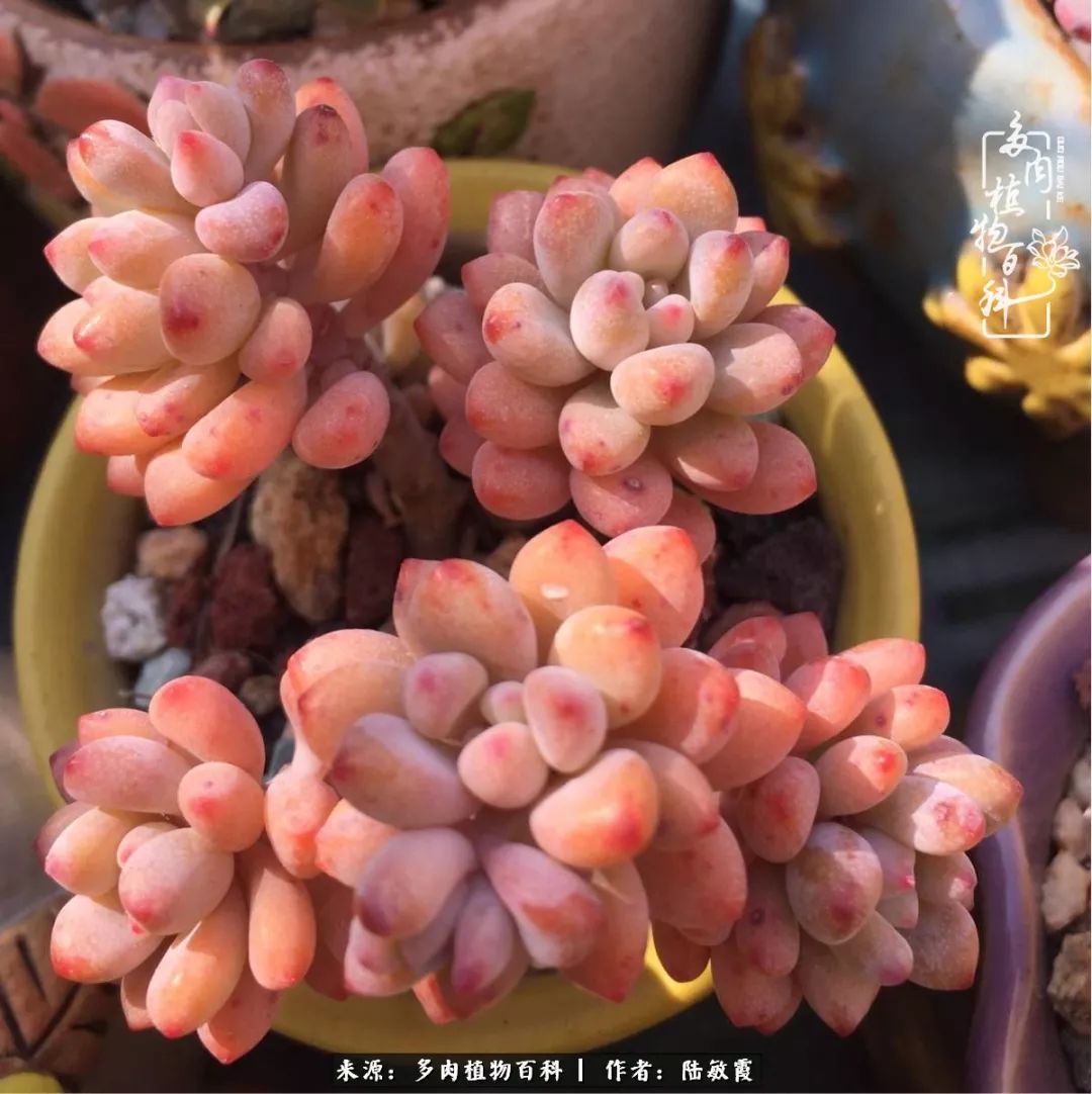 往后余生与花草相伴,往后余生与健康相伴