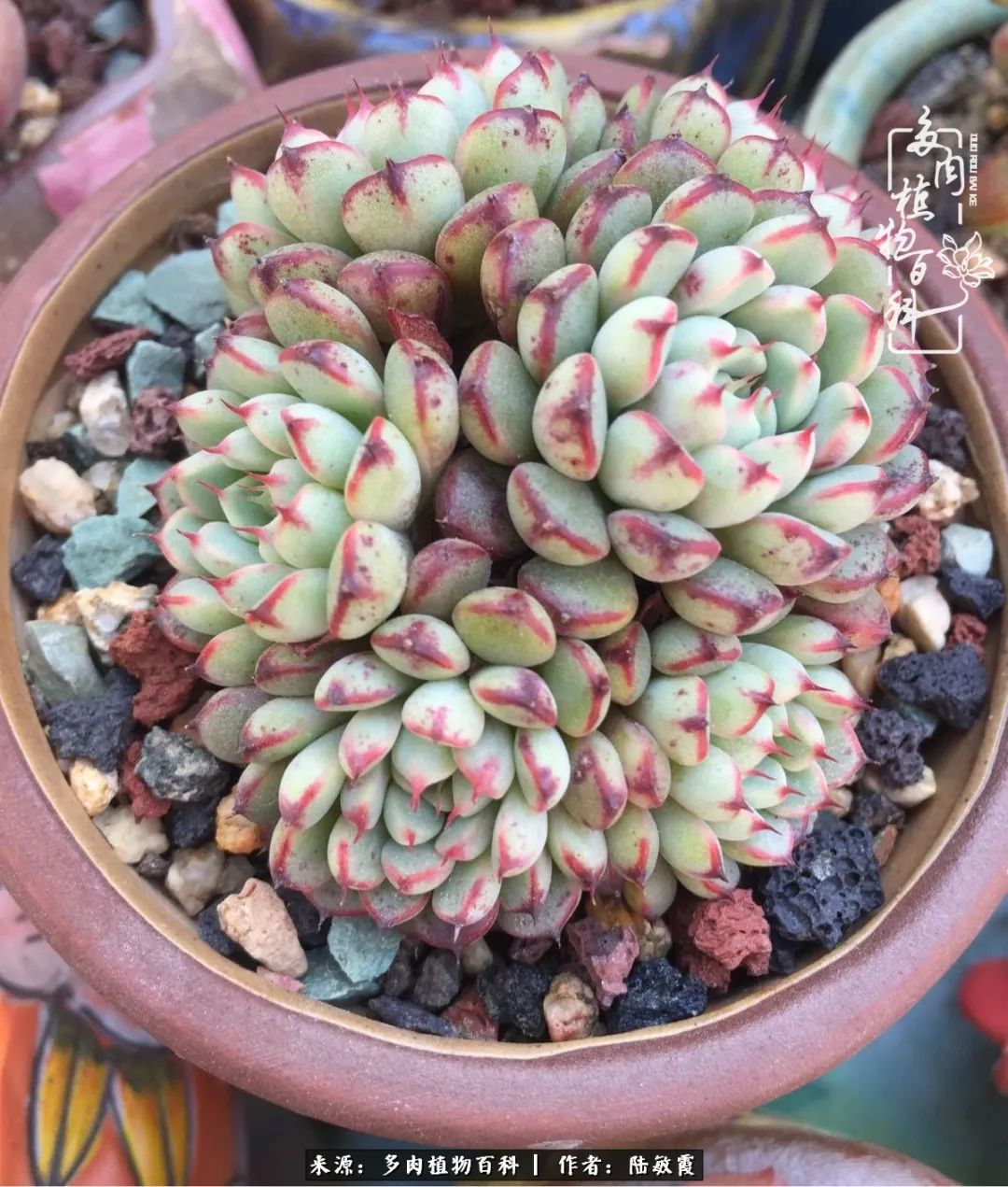 往后余生与花草相伴,往后余生与健康相伴