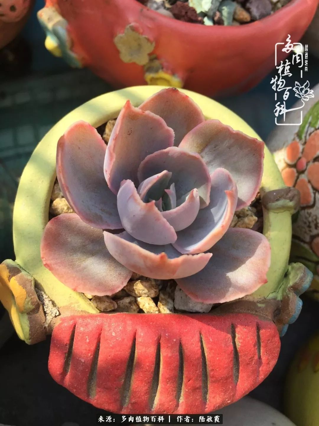 往后余生与花草相伴,往后余生与健康相伴