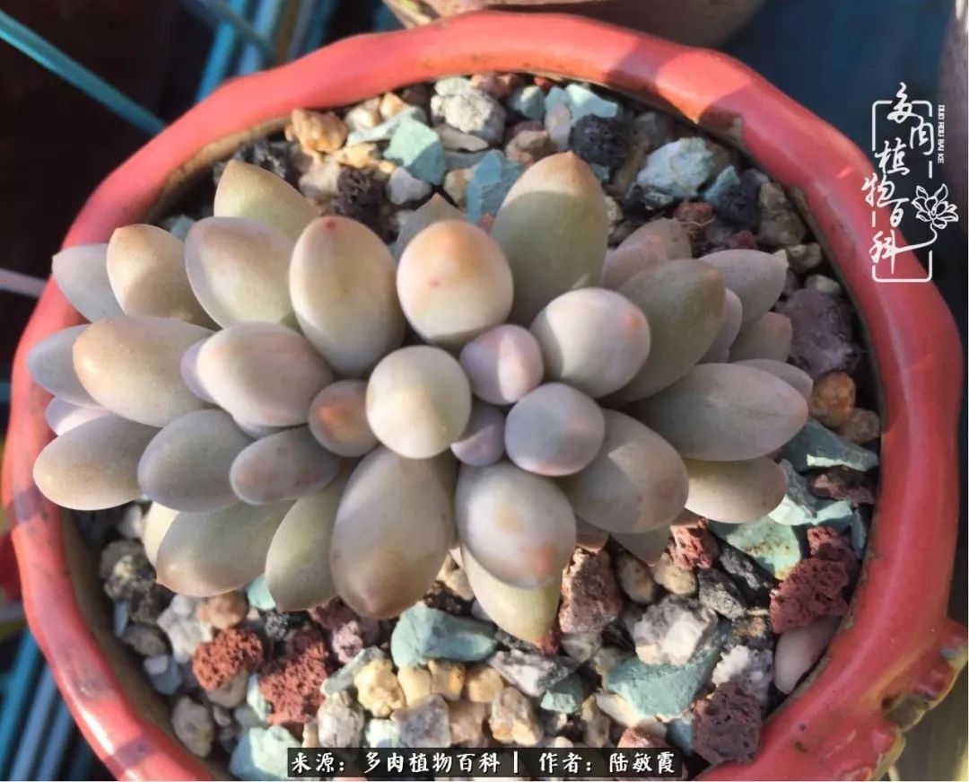 往后余生与花草相伴,往后余生与健康相伴