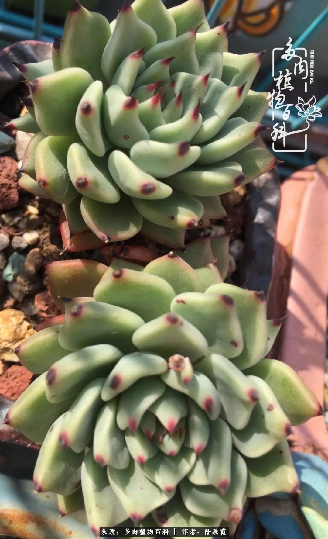 往后余生与花草相伴,往后余生与健康相伴