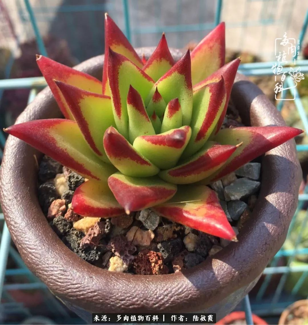 往后余生与花草相伴,往后余生与健康相伴