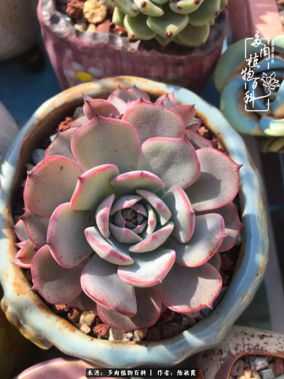 往后余生与花草相伴,往后余生与健康相伴