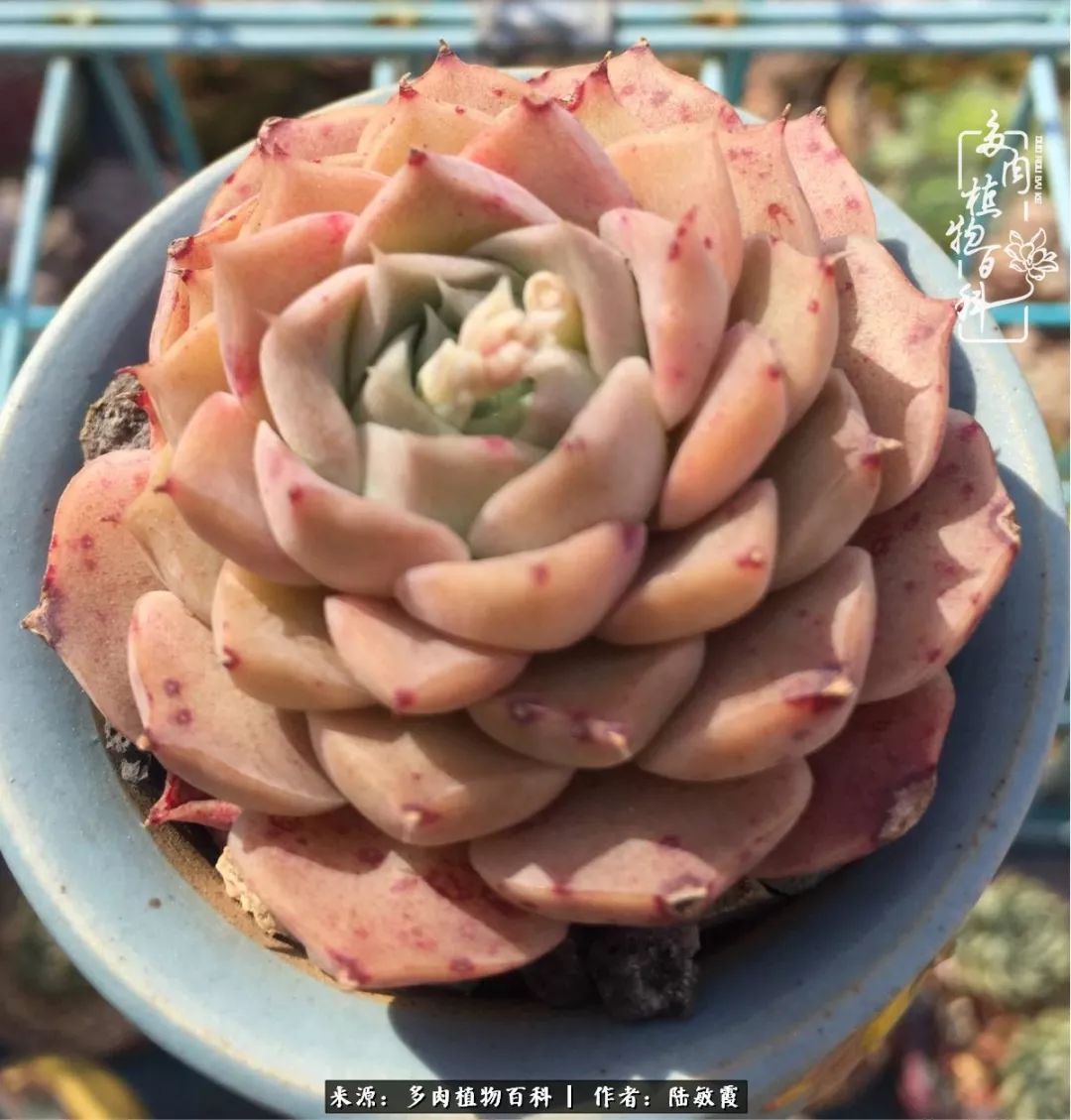 往后余生与花草相伴,往后余生与健康相伴