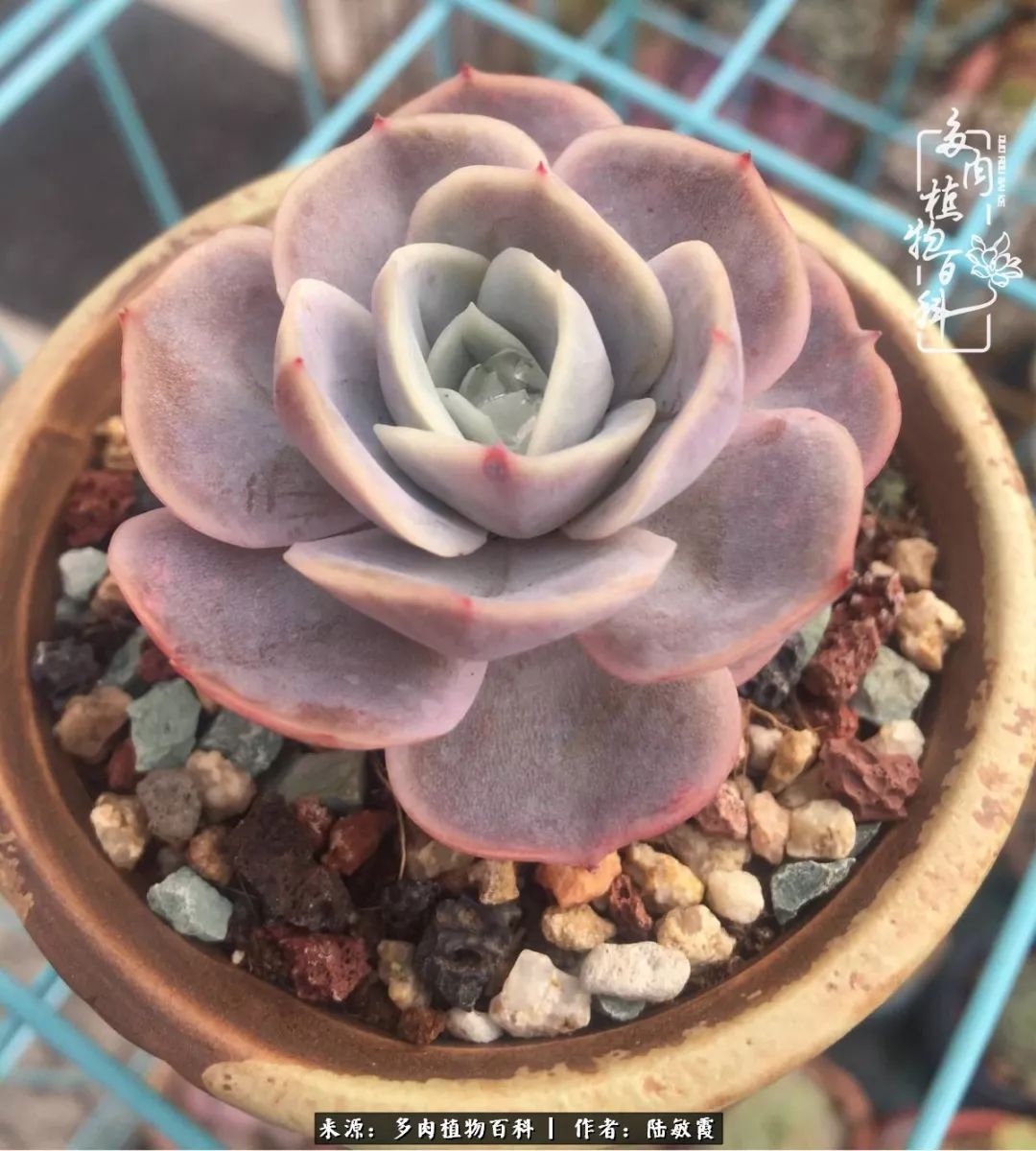 往后余生与花草相伴,往后余生与健康相伴