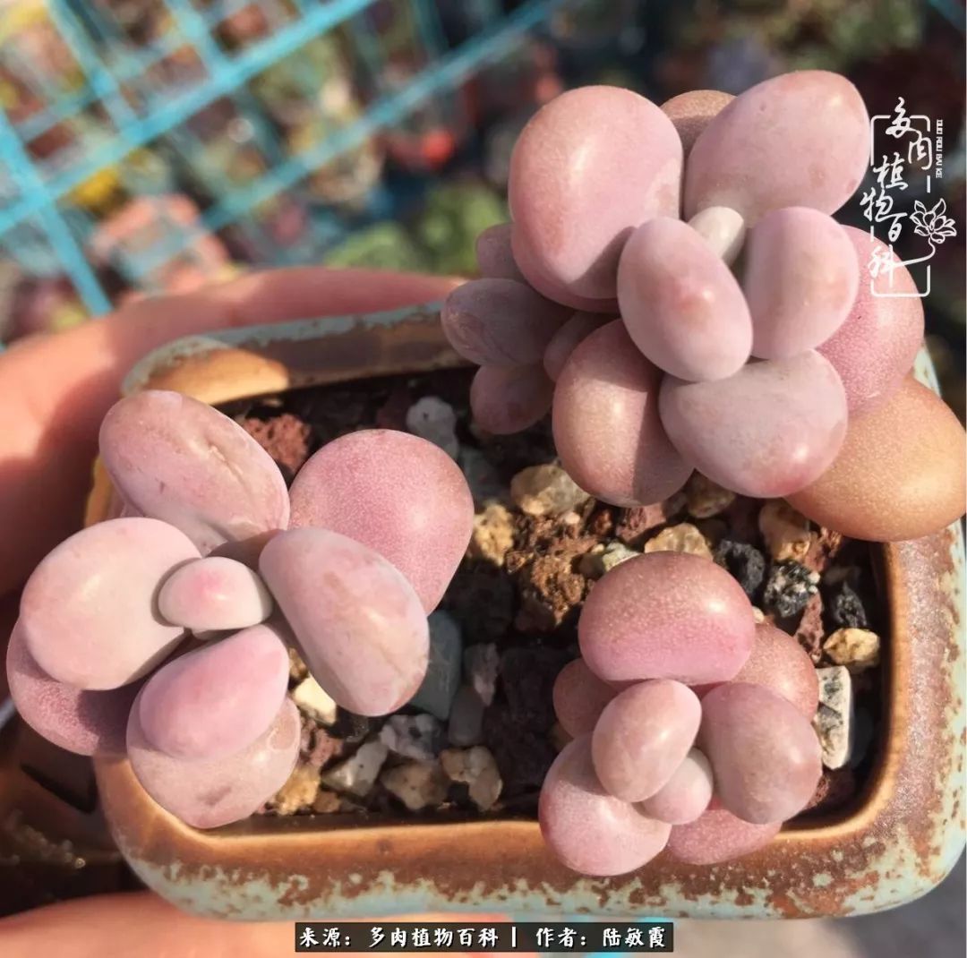 往后余生与花草相伴,往后余生与健康相伴