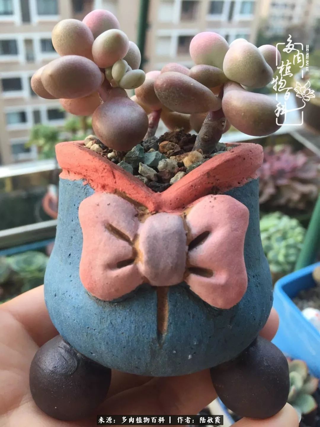 往后余生与花草相伴,往后余生与健康相伴