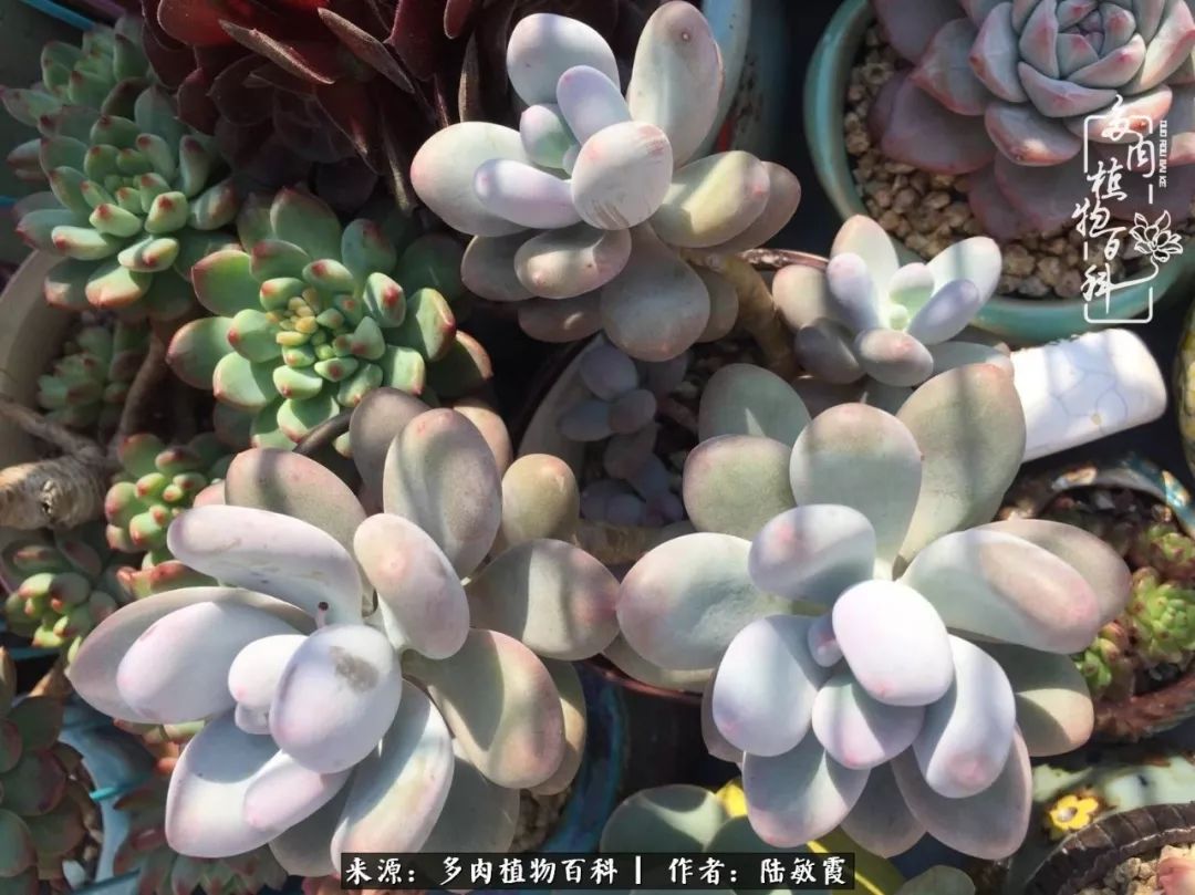 往后余生与花草相伴,往后余生与健康相伴