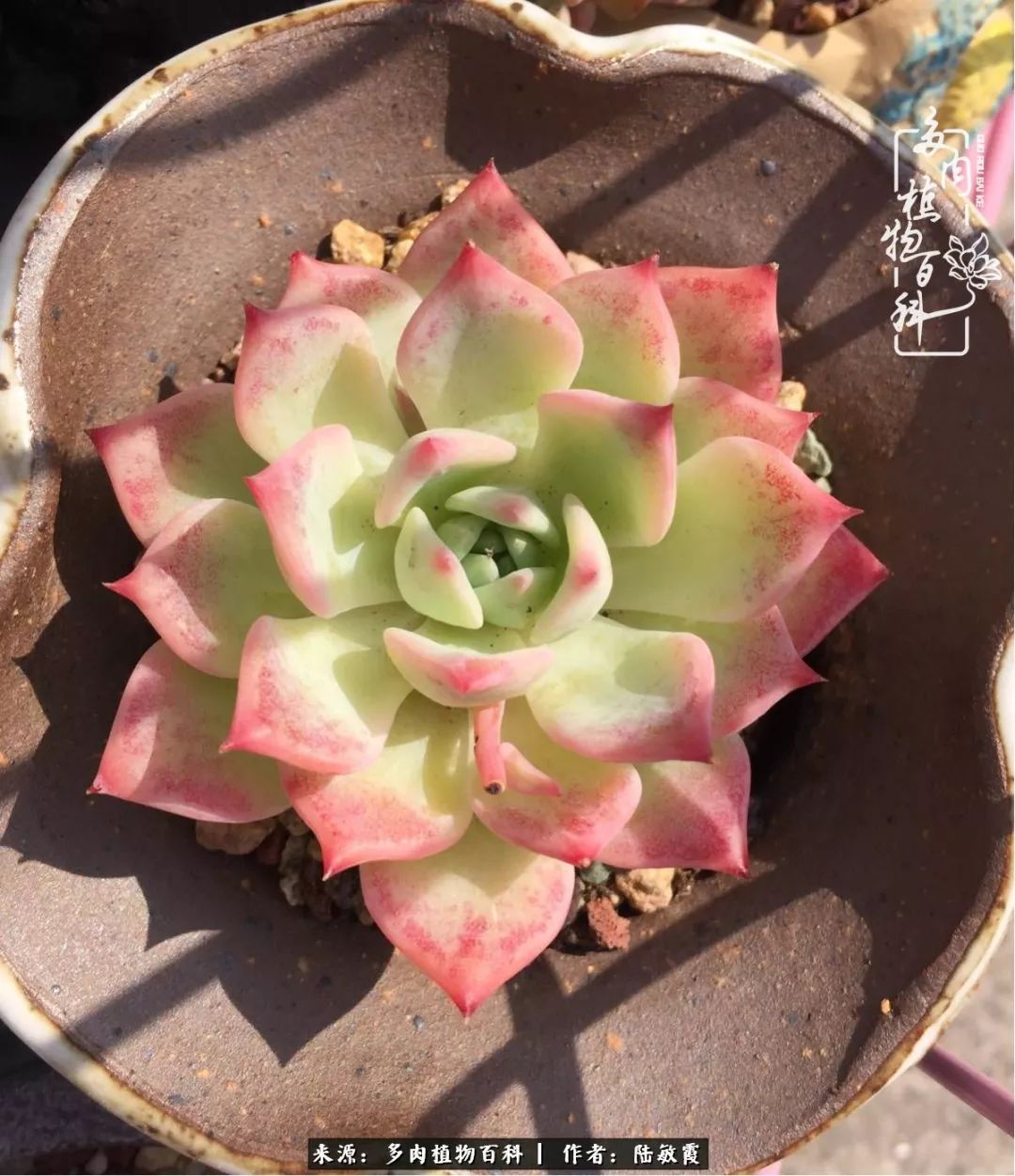 往后余生与花草相伴,往后余生与健康相伴