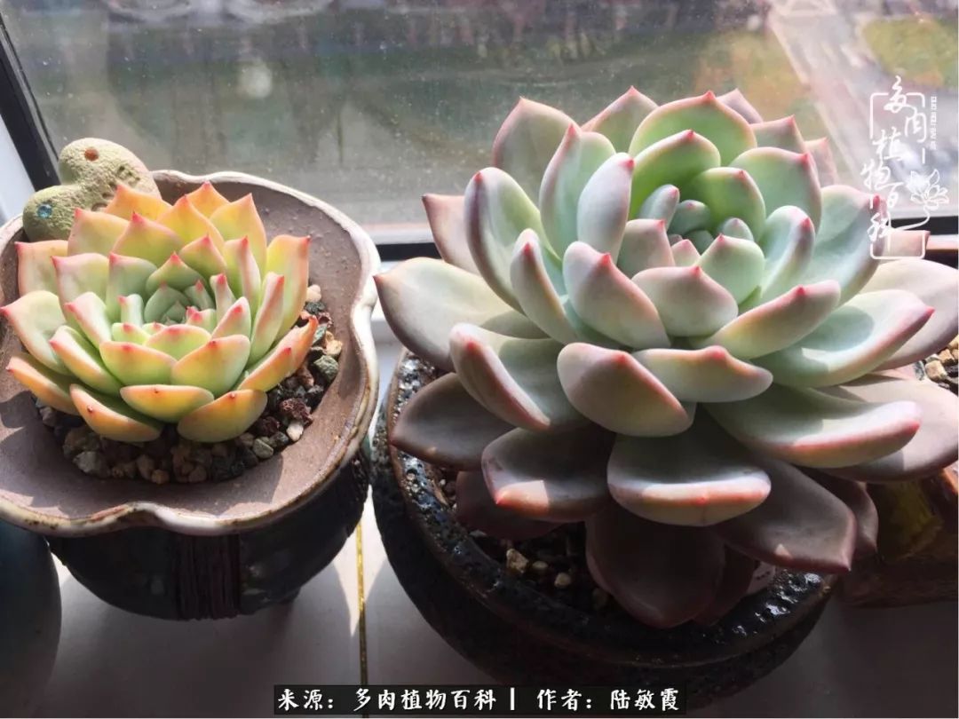 往后余生与花草相伴,往后余生与健康相伴