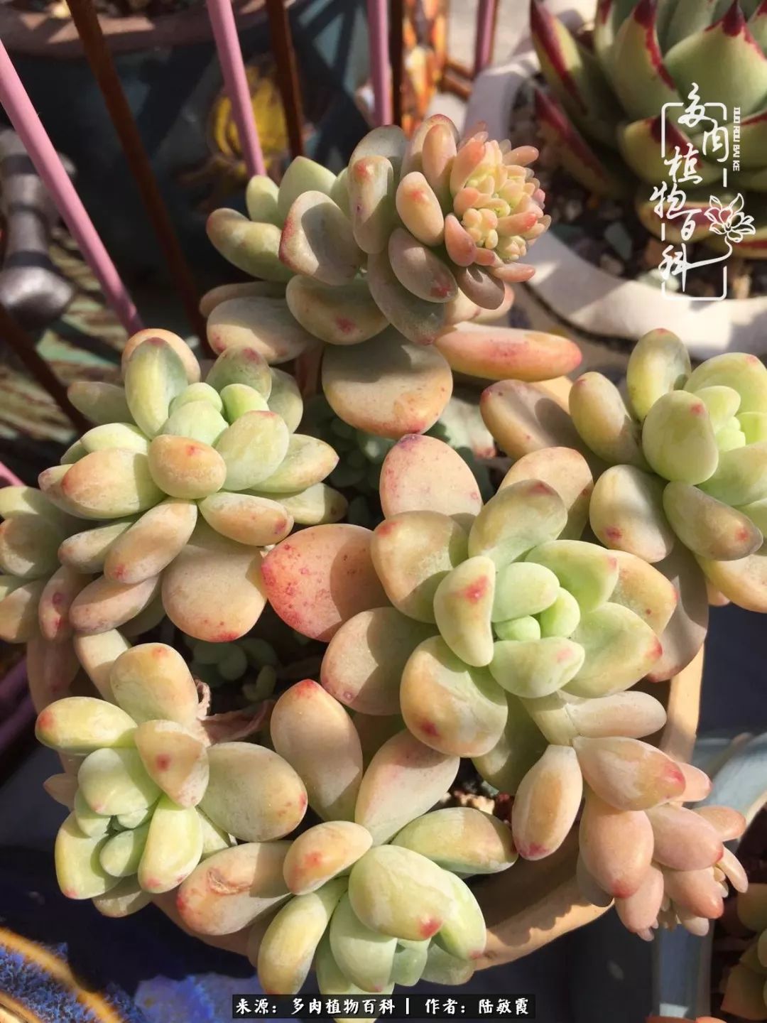 往后余生与花草相伴,往后余生与健康相伴