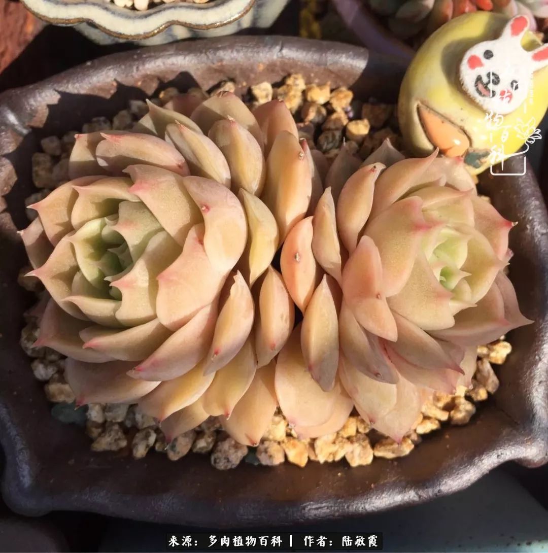 往后余生与花草相伴,往后余生与健康相伴