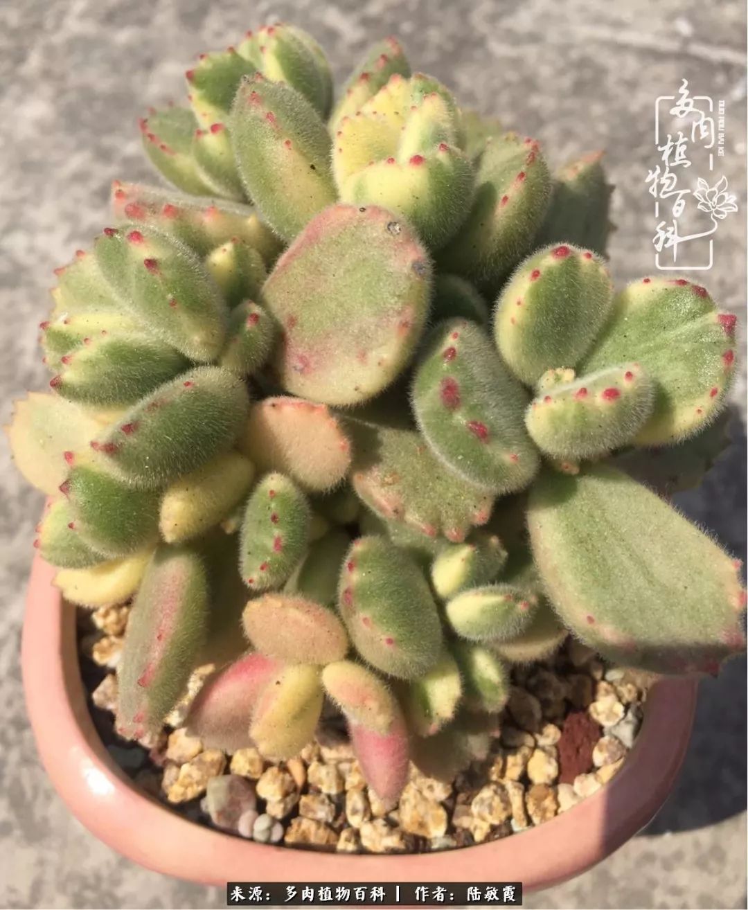 往后余生与花草相伴,往后余生与健康相伴