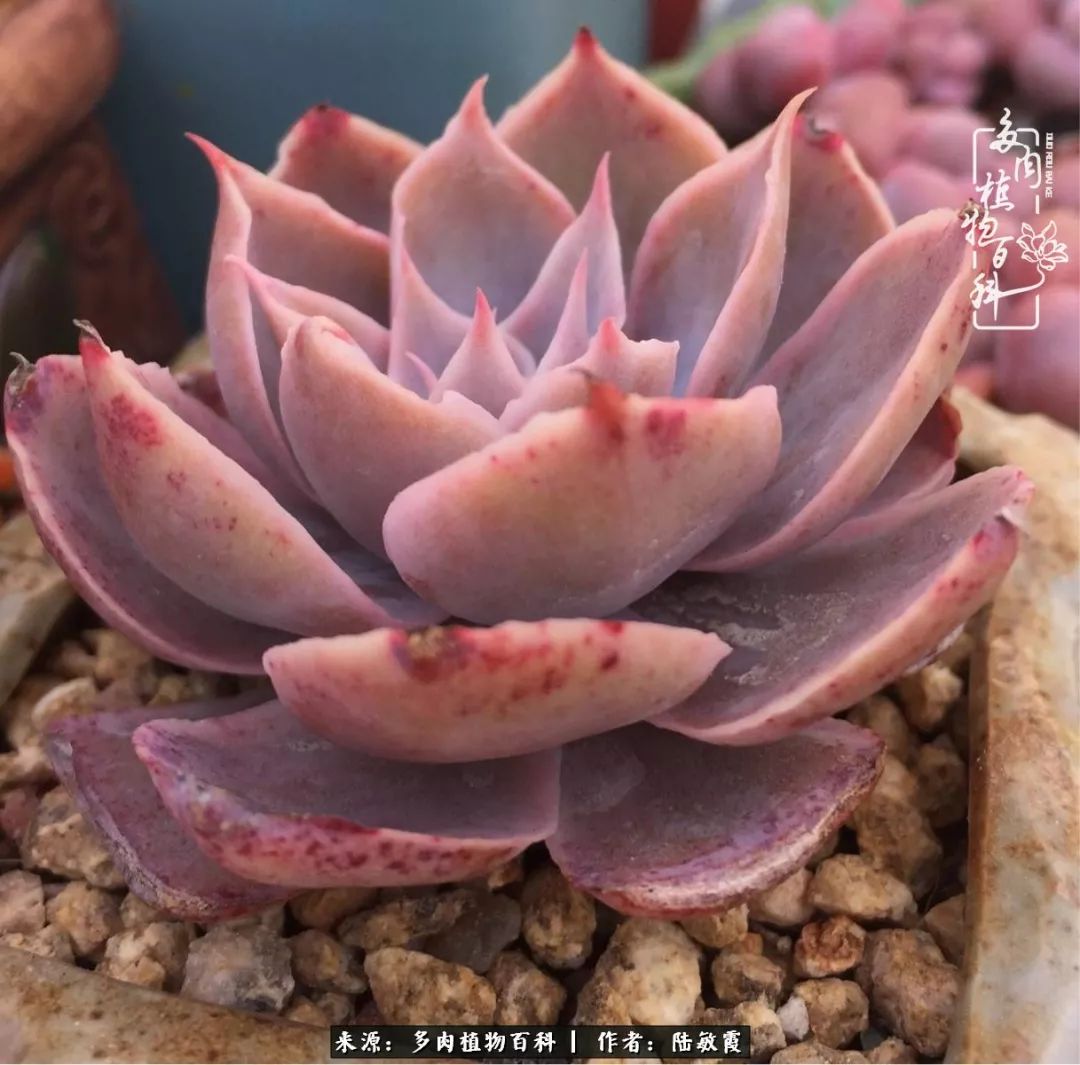 往后余生与花草相伴,往后余生与健康相伴