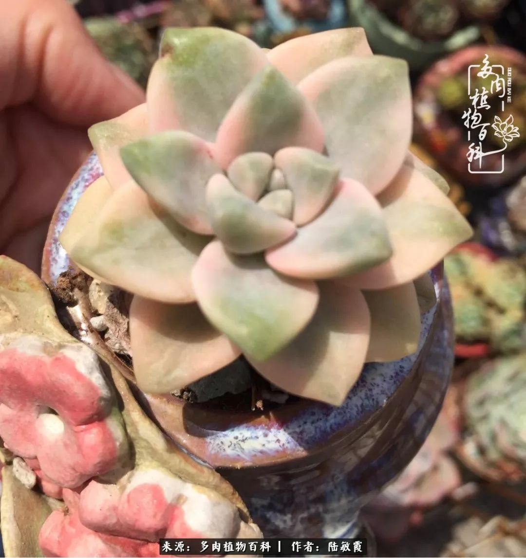 往后余生与花草相伴,往后余生与健康相伴