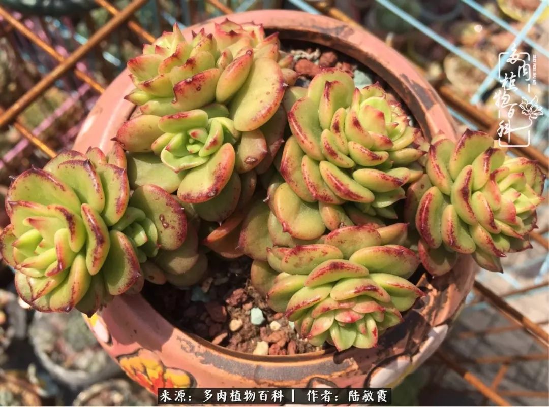 往后余生与花草相伴,往后余生与健康相伴