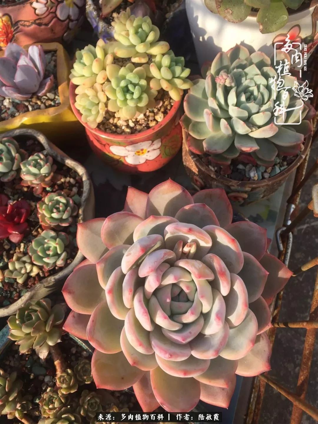 往后余生与花草相伴,往后余生与健康相伴