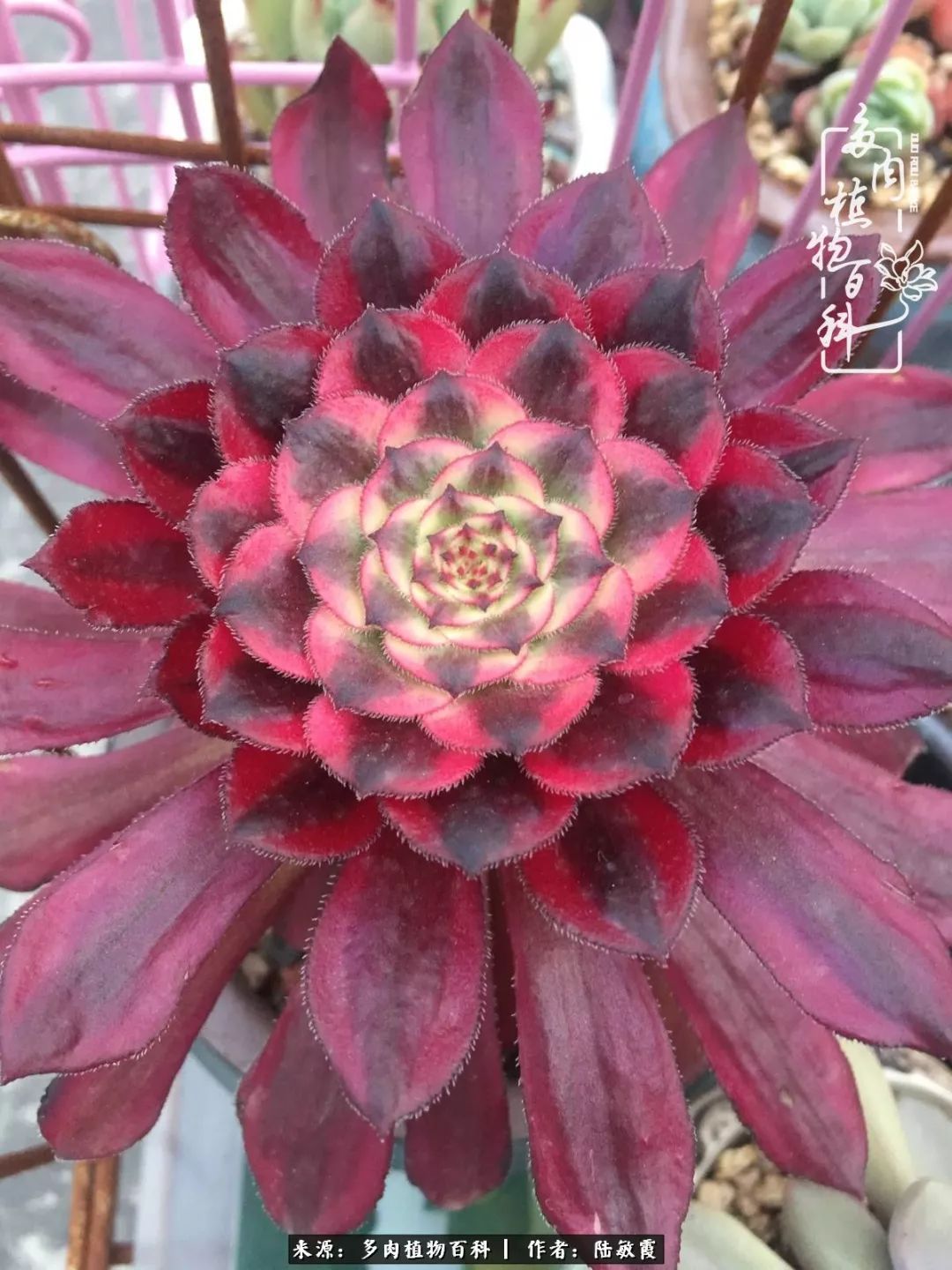 往后余生与花草相伴,往后余生与健康相伴