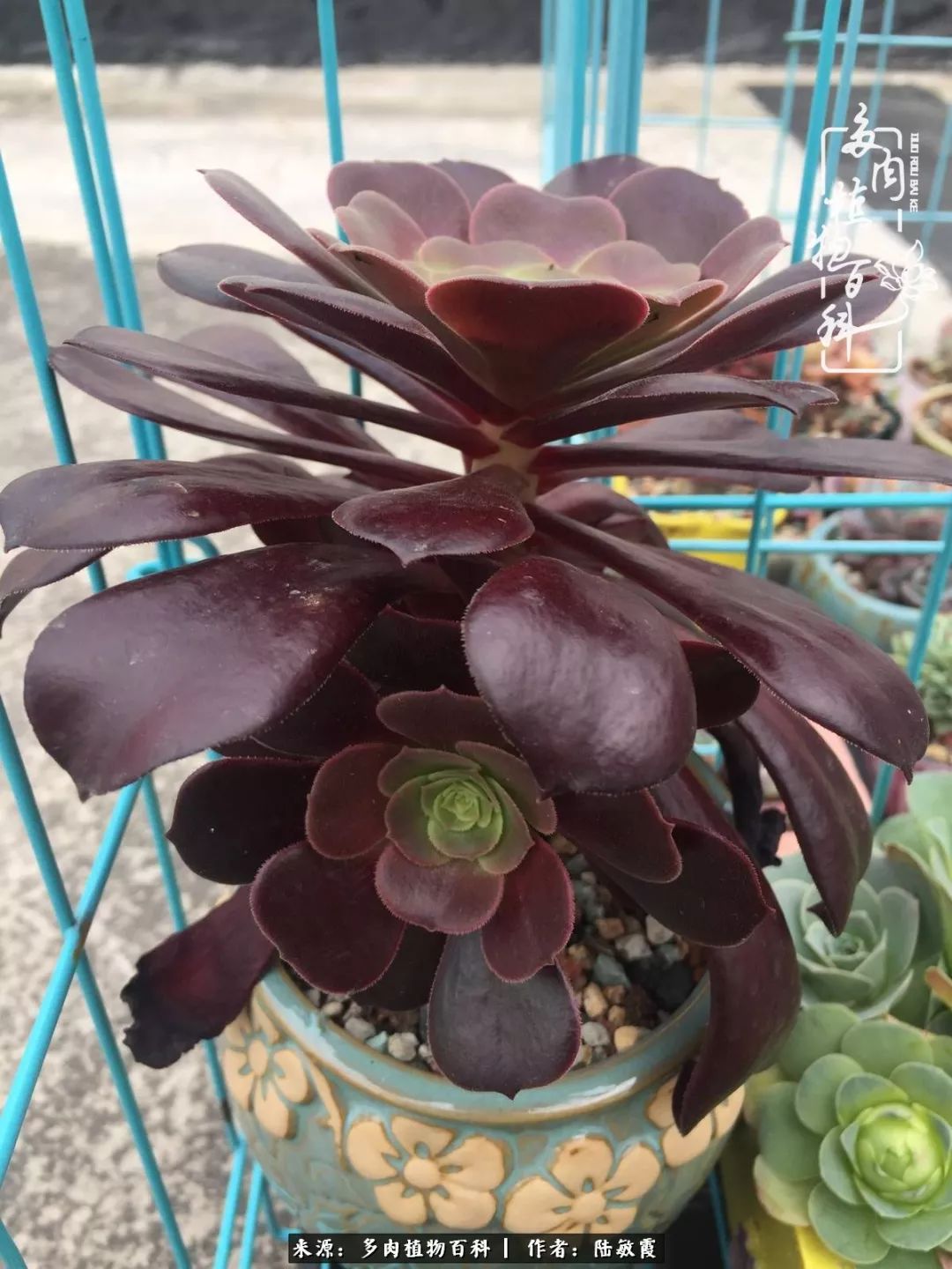 往后余生与花草相伴,往后余生与健康相伴