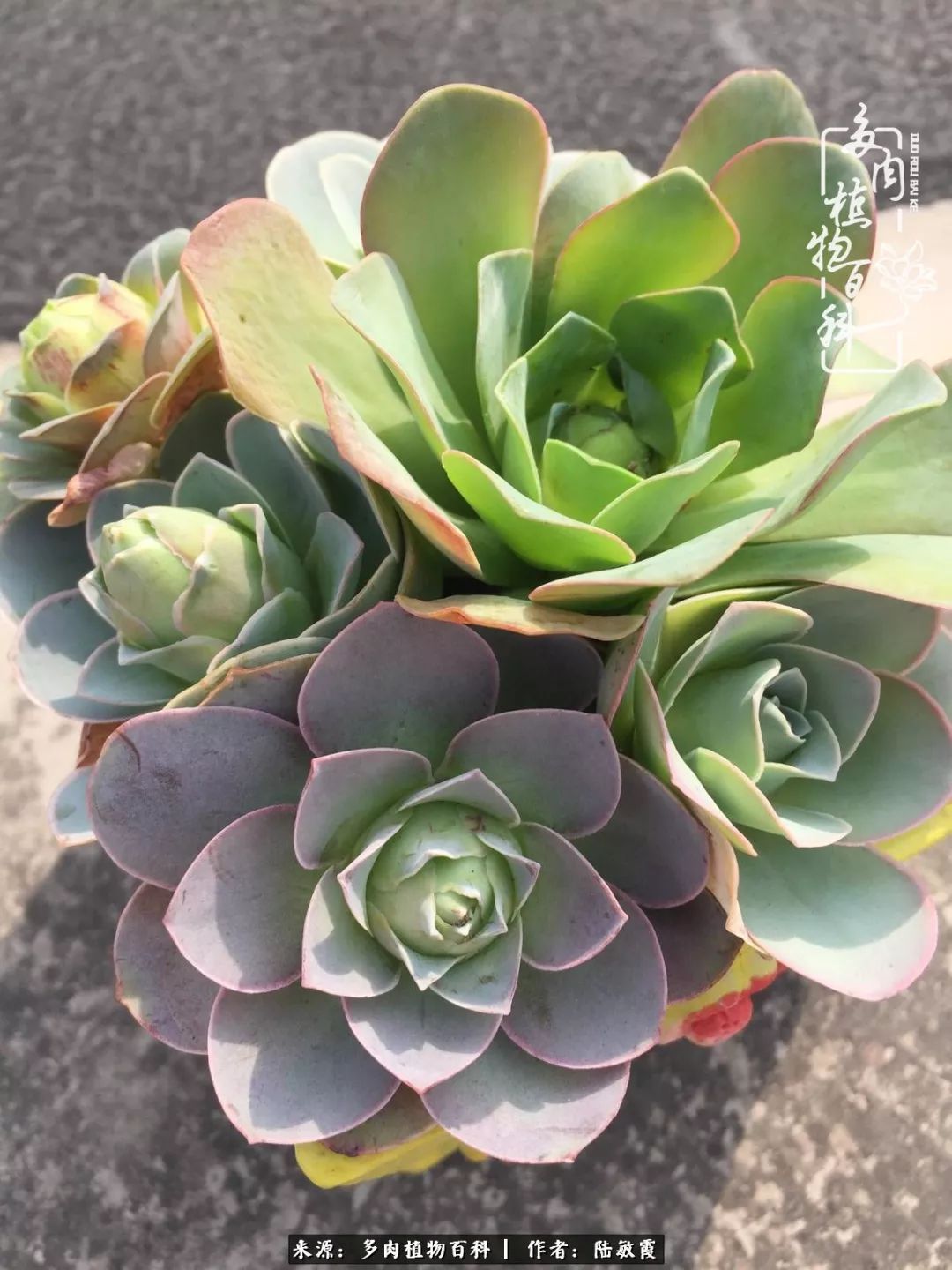 往后余生与花草相伴,往后余生与健康相伴