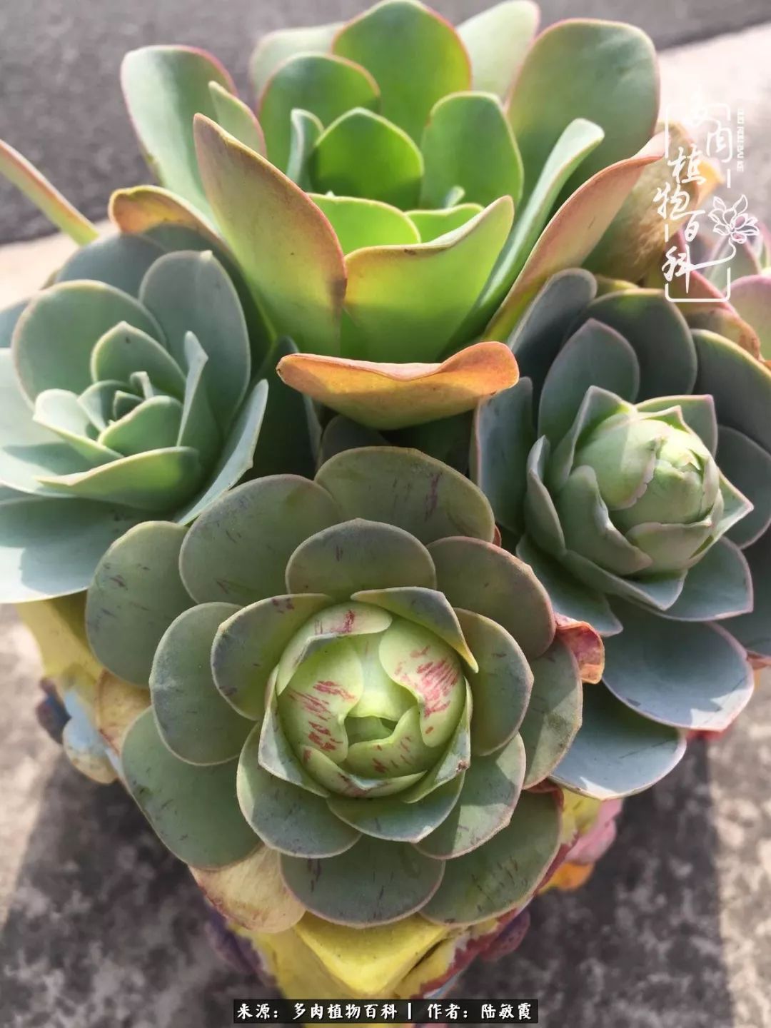 往后余生与花草相伴,往后余生与健康相伴