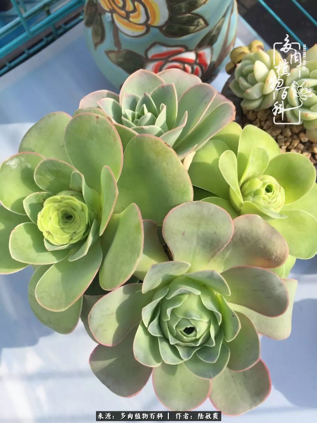 往后余生与花草相伴,往后余生与健康相伴