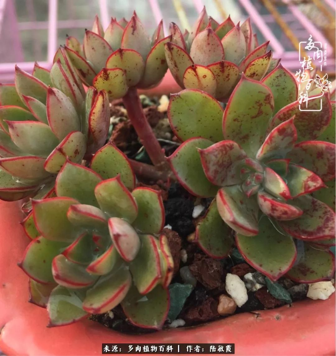 往后余生与花草相伴,往后余生与健康相伴