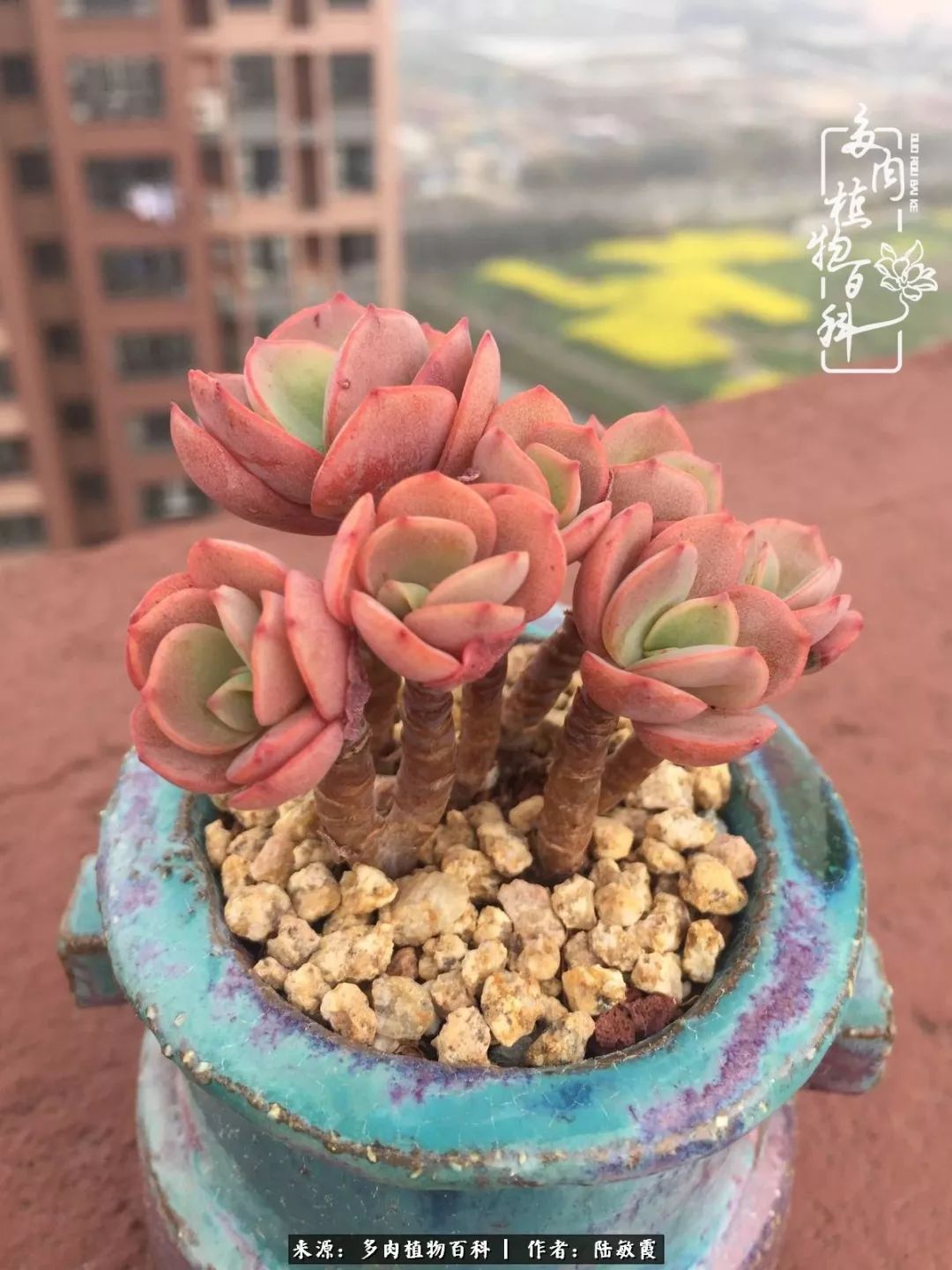 往后余生与花草相伴,往后余生与健康相伴