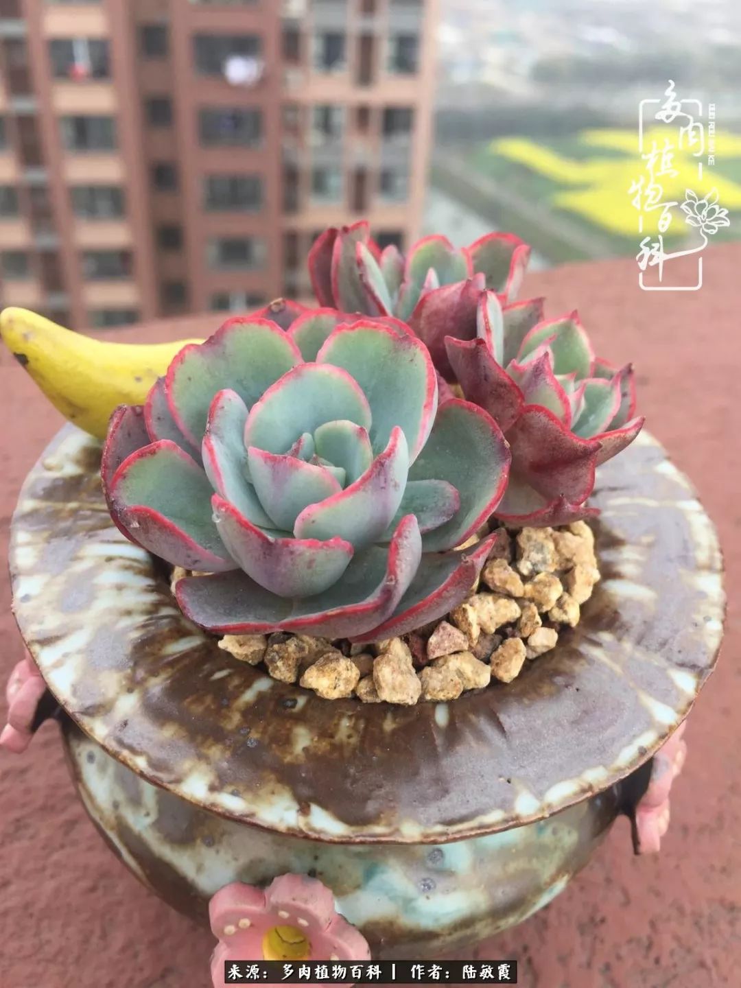 往后余生与花草相伴,往后余生与健康相伴