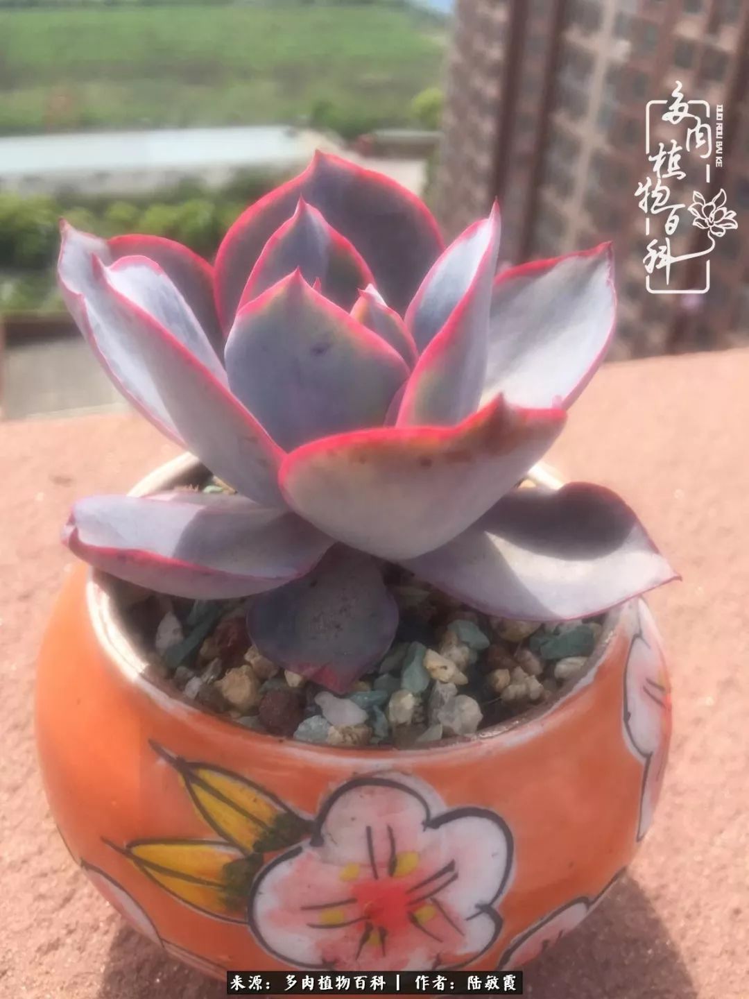 往后余生与花草相伴,往后余生与健康相伴