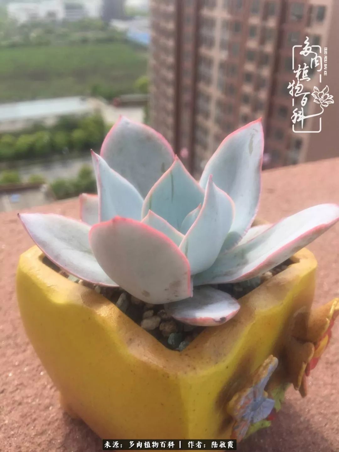 往后余生与花草相伴,往后余生与健康相伴