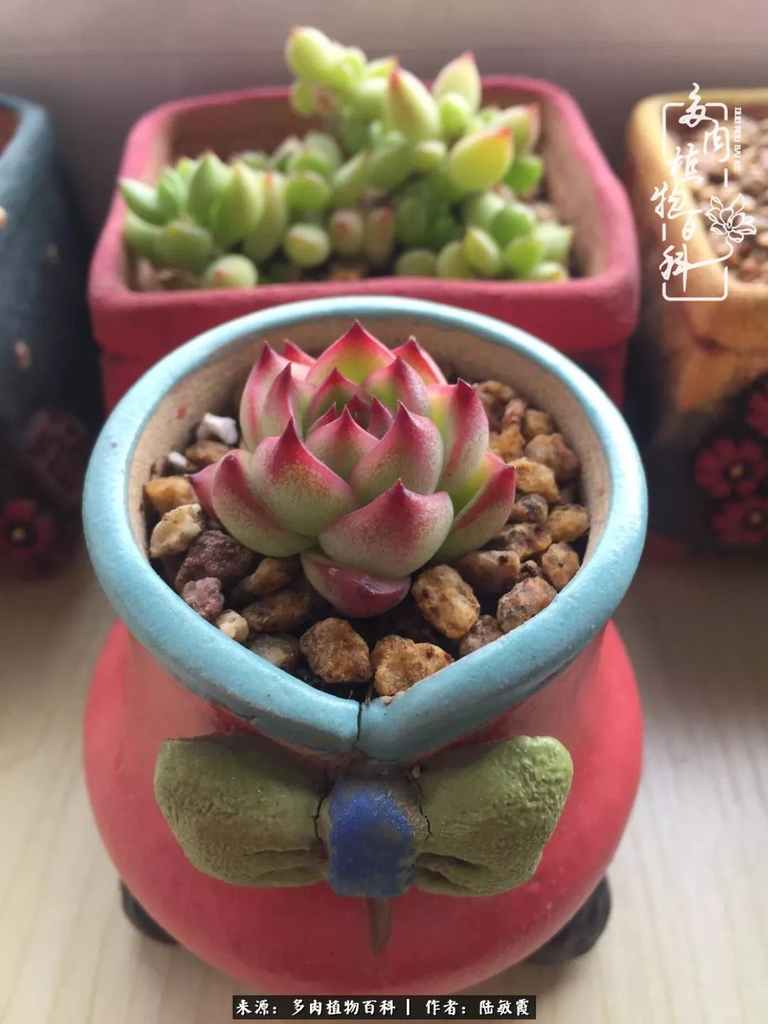 往后余生与花草相伴,往后余生与健康相伴