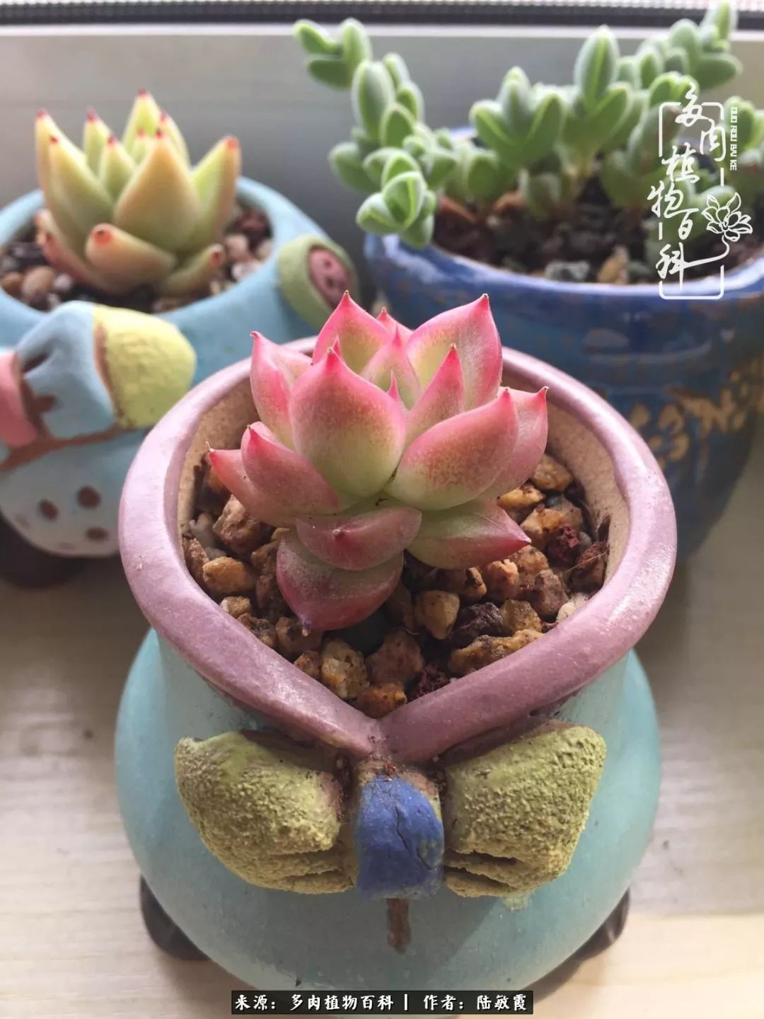 往后余生与花草相伴,往后余生与健康相伴