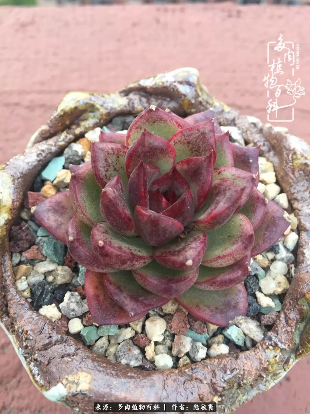 往后余生与花草相伴,往后余生与健康相伴