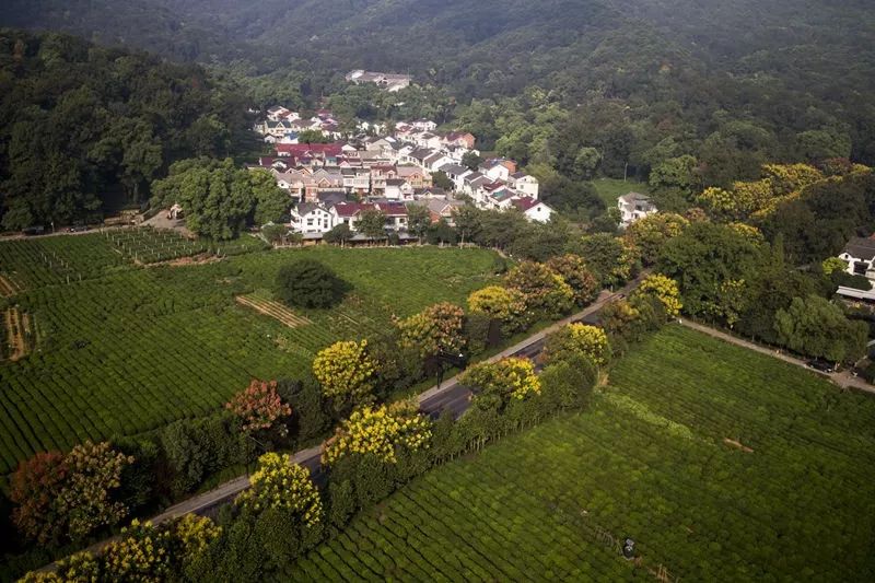 茶博会丨西子湖畔共享一杯茶