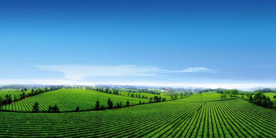 茶博会丨西子湖畔共享一杯茶