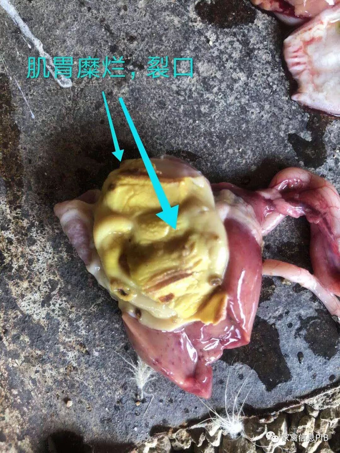 肉鸭脾坏死的正确治疗,肉鸭鸭肝肿大什么病