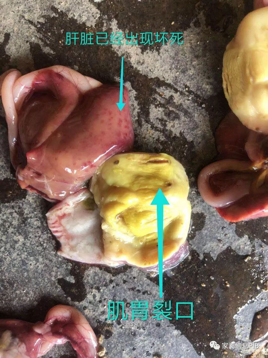 肉鸭脾坏死的正确治疗,肉鸭鸭肝肿大什么病