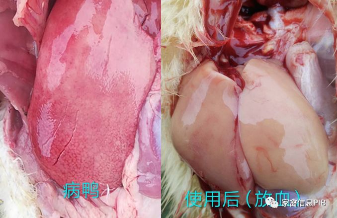 肉鸭脾坏死的正确治疗,肉鸭鸭肝肿大什么病